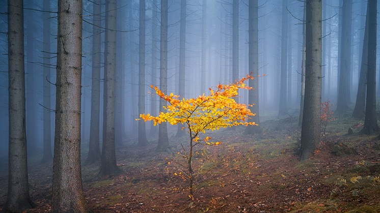 AM-tree-in-forrest-1200x675.jpg