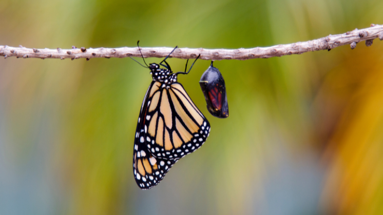 IPAP myths banner.png